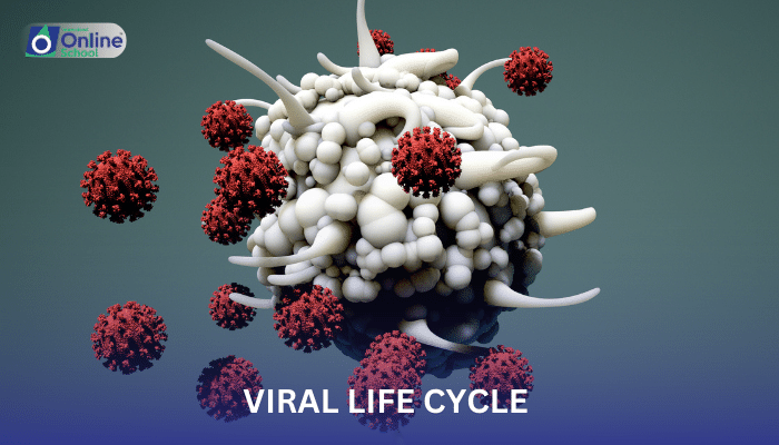 Lesson 03: Viral Life Cycle and Host Dependency
